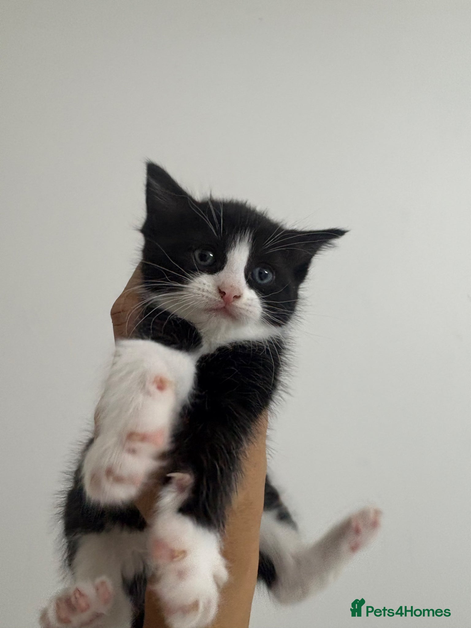 Ragdoll cats for sale: Ragdoll x bengal kittens  - Advert 9