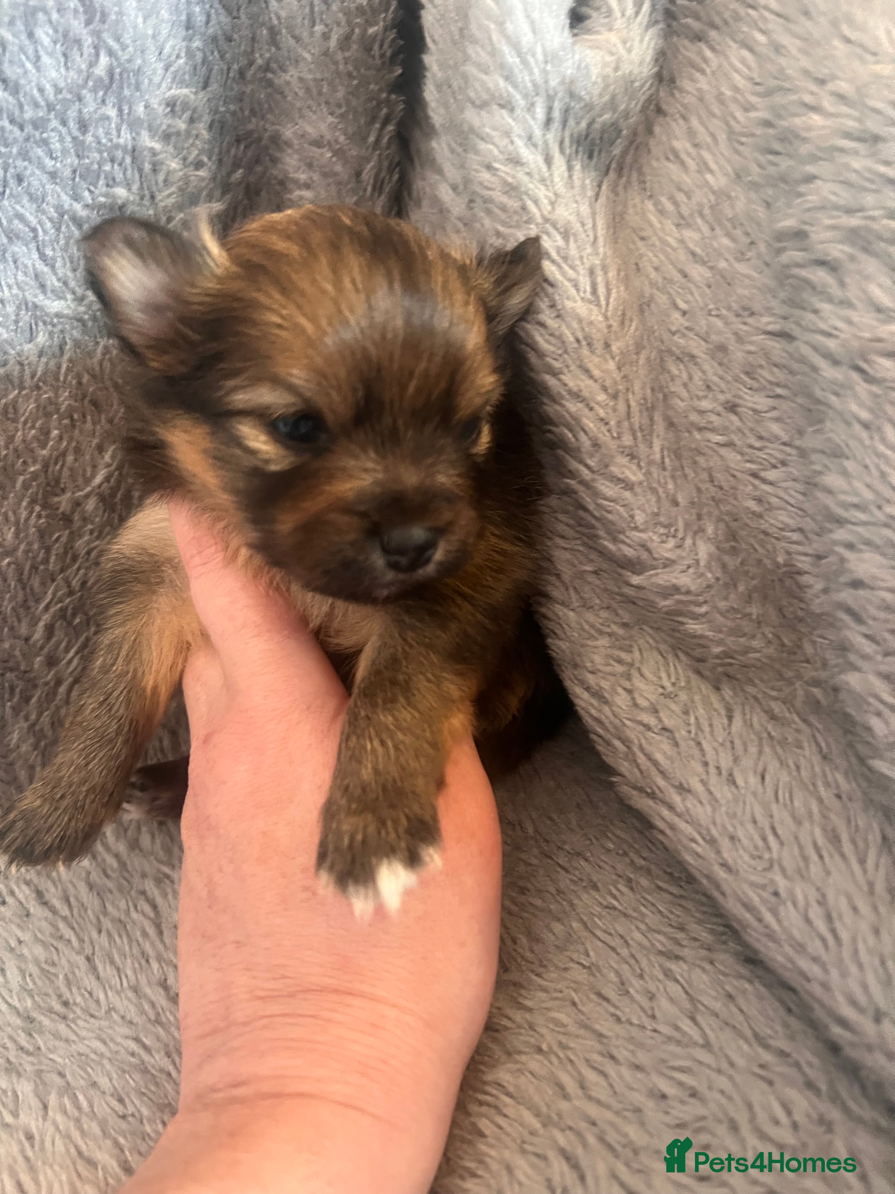 Pomeranian dogs for sale: Pomeranian Puppies  - Advert 4