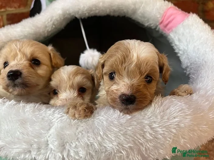 Maltipoo dogs 🧸 Incredible Teddy Bear F1 Asian Maltipoo 🧸 - Advert 1