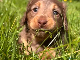 Miniature Dachshund dogs Miniature Long Haired Dachshund girl - Advert 1