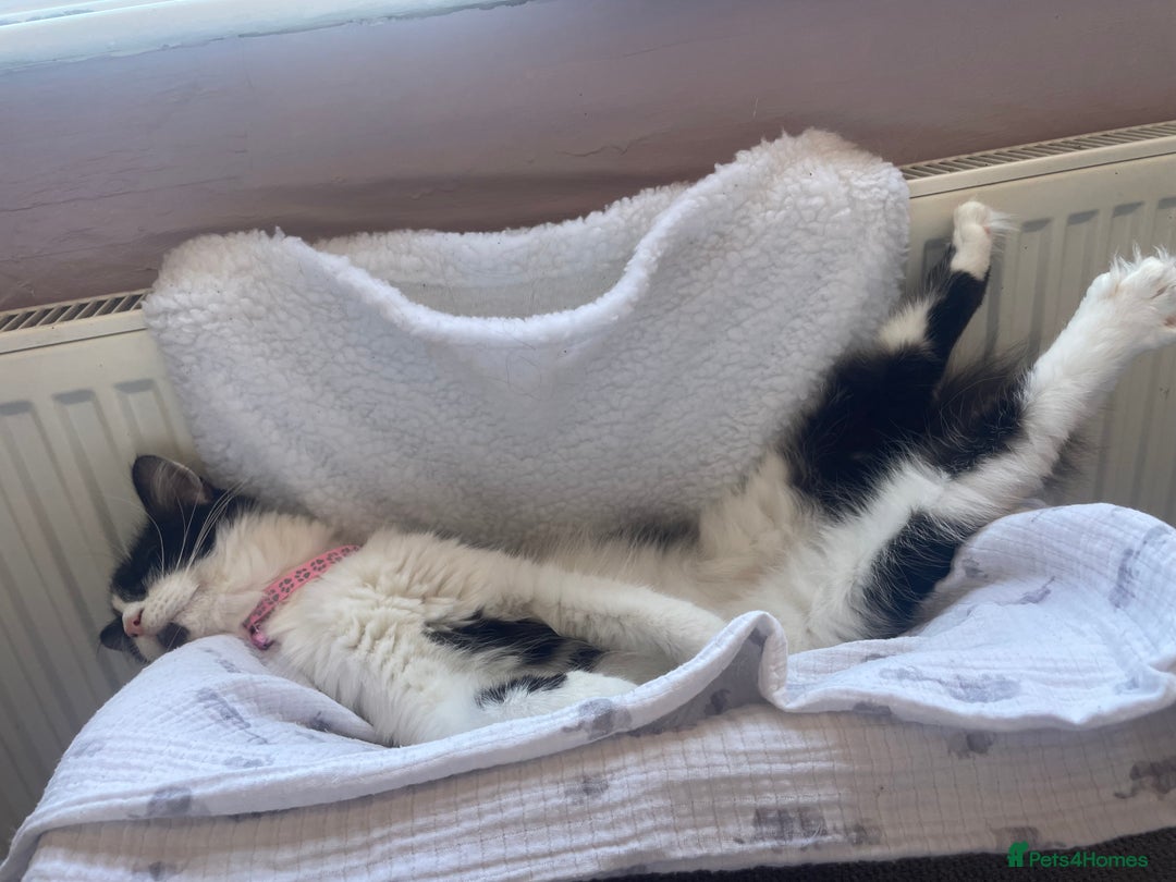 British Longhair cats for sale: British Longhair - Advert 4