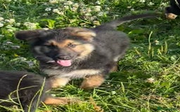 German Shepherd dogs for sale: German shepherd pups - Image 25