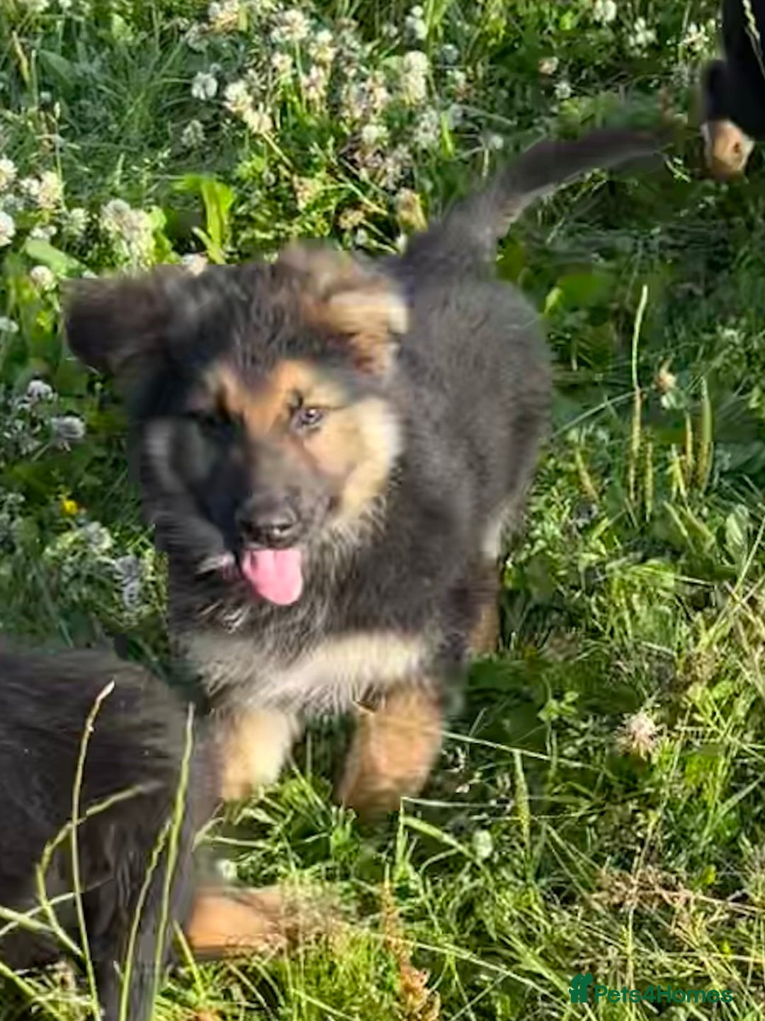 German Shepherd dogs for sale: German shepherd pups - Image 25
