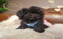 Toy Poodle dogs for sale: Asian toy poodle round eyes sable not jet black! - Image 2