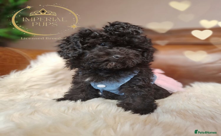 Toy Poodle dogs - Advert 1