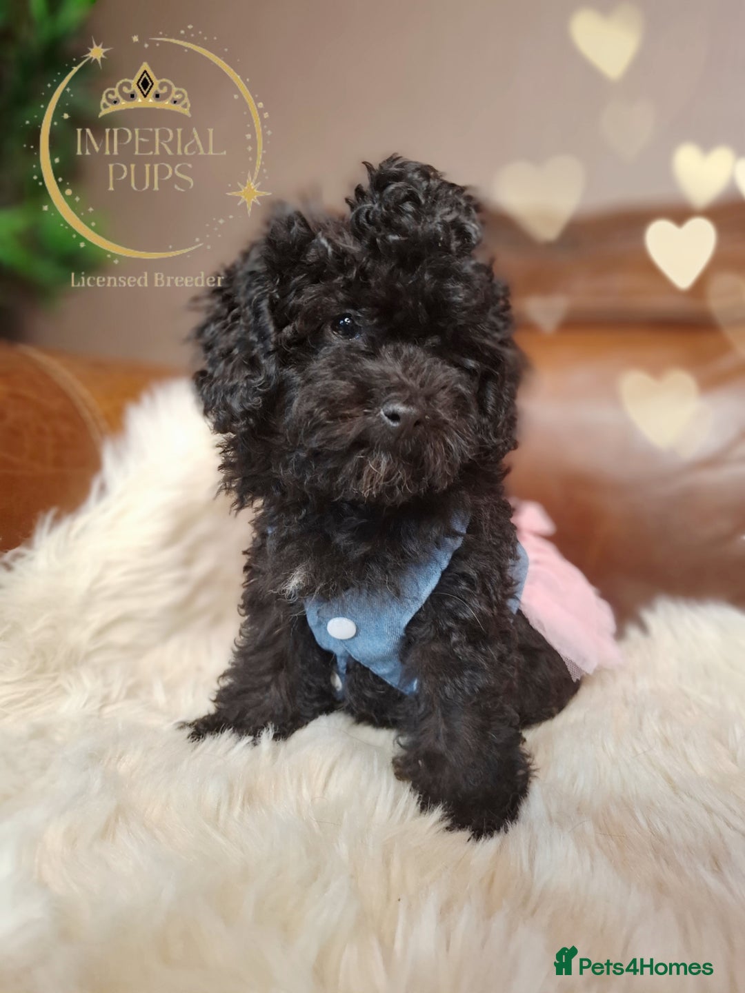 Toy Poodle dogs for sale: Asian toy poodle round eyes sable not jet black! - Image 2