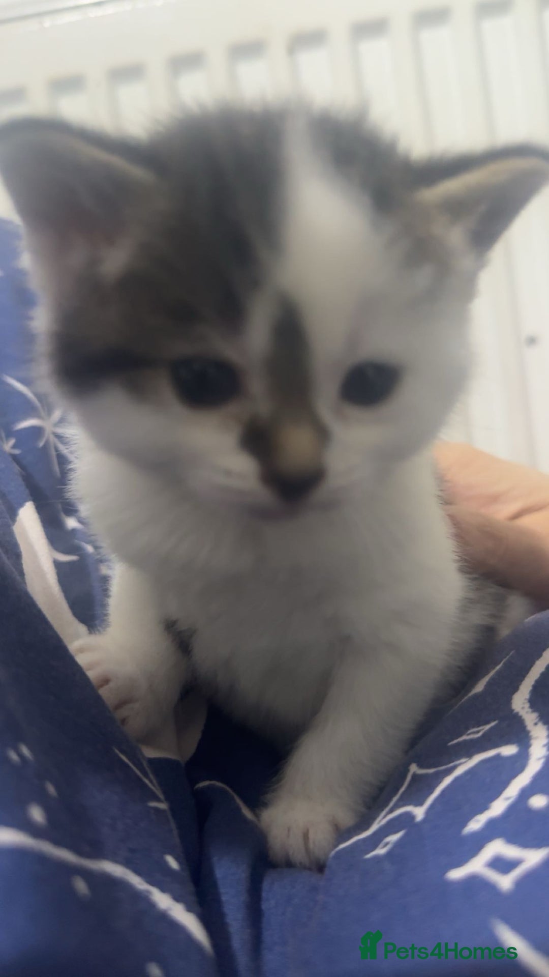 Mixed Breed cats for sale: 2 little boy kittens along with its Mom - Advert 2