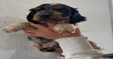 Cocker Spaniel dogs - Advert 1