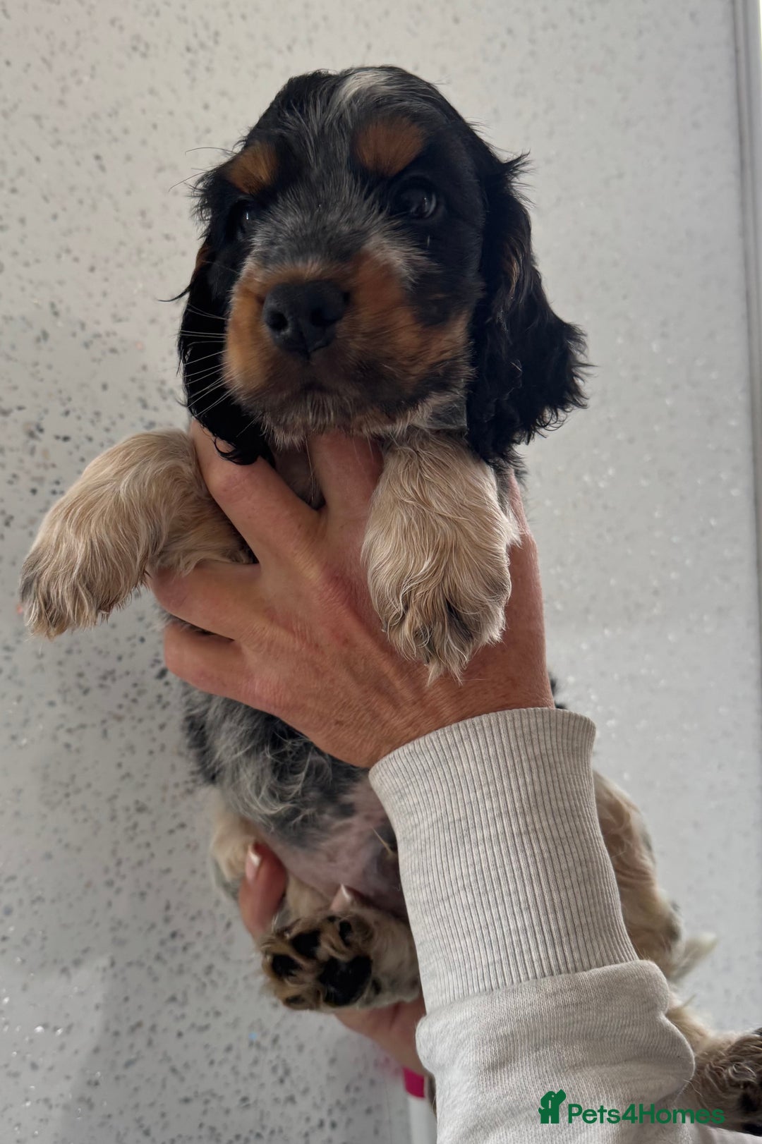 Cocker Spaniel dogs for sale: Kc reg cocker spaniels - Image 2