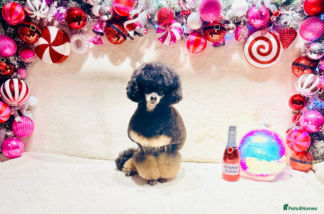 Toy Poodle dogs for sale: Beautiful KC Phantom Poodle Boy - Advert 6