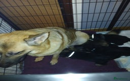 German Shepherd dogs for sale: 3 male german shepherd's puppies  - Image 1