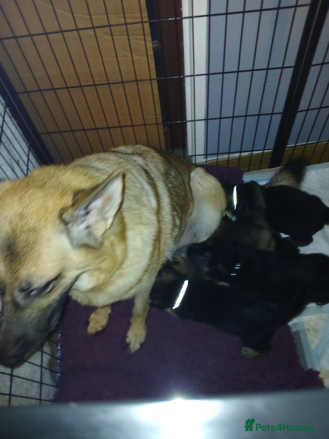 German Shepherd dogs for sale: 3 male german shepherd's puppies  - Image 1