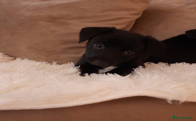 Patterjack dogs - Advert 1