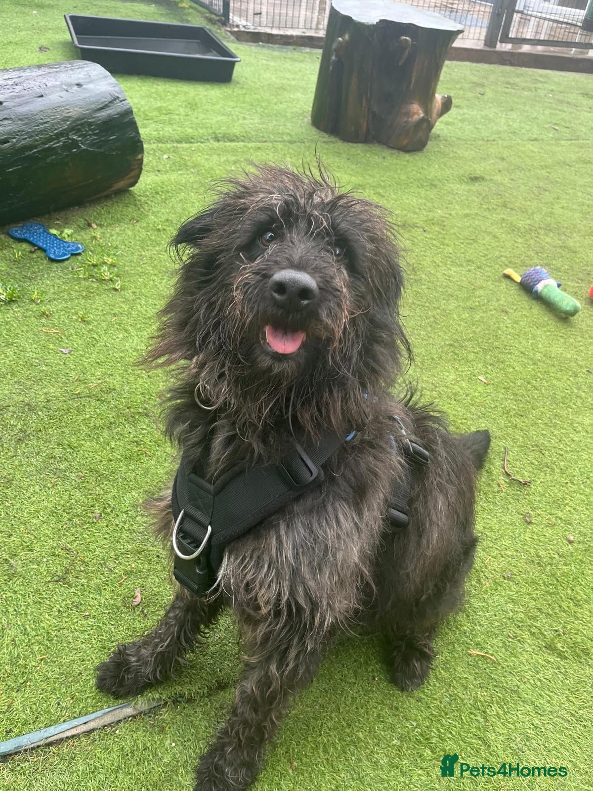 Mixed Breed dogs Scrabble is in search for his forever home! - Advert 8