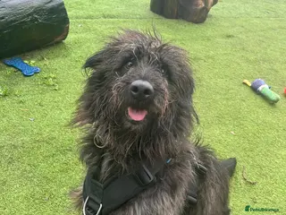 Mixed Breed dogs Scrabble is in search for his forever home! - Advert 8