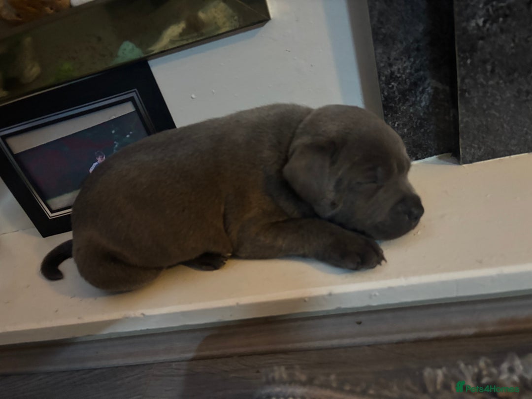 Staffordshire Bull Terrier dogs for sale: ✨ Blue Staffy Pups – Happy, Healthy & Loving!  - Image 18