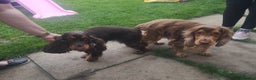 Cocker Spaniel dogs for stud: KC Choc Sable Cocker Spaniel  in Buckingham - Advert 12