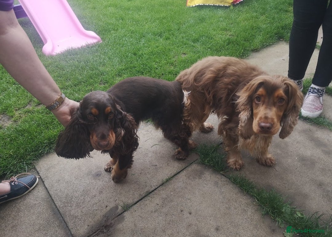 Cocker Spaniel dogs for stud: KC Choc Sable Cocker Spaniel  in Buckingham - Advert 12