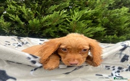 Cocker Spaniel dogs for sale: Five beautiful cocker spaniels - Image 8