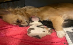 Chihuahua dogs for stud: STUD: Gorgeous White Long Coat Chihuahua  in Aldershot - Image 30