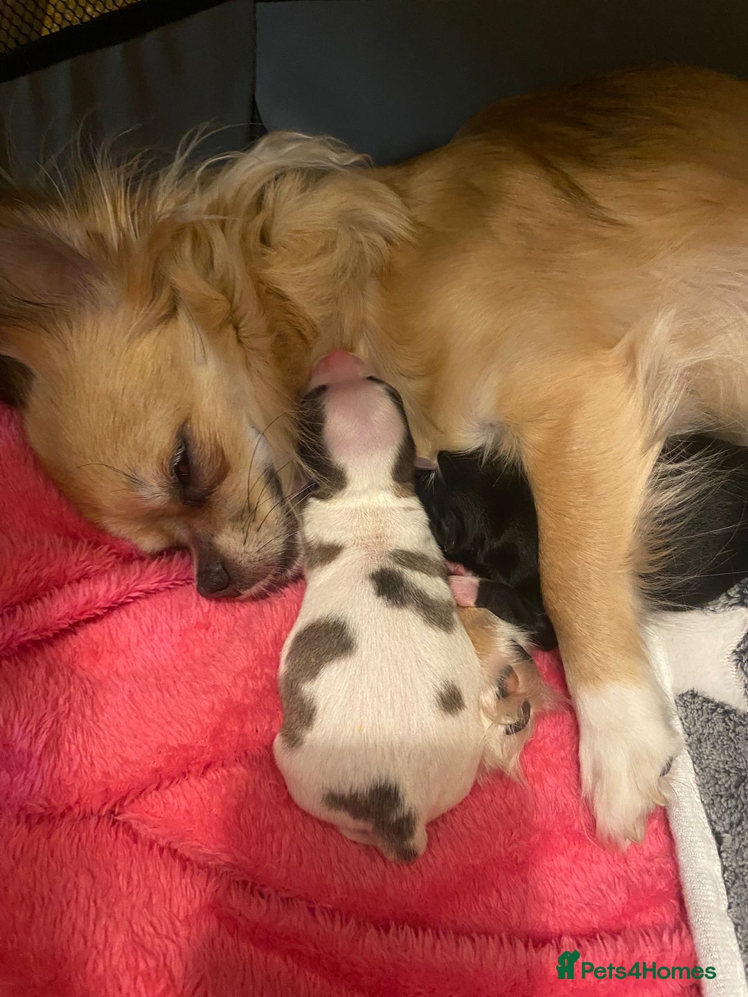 Chihuahua dogs for stud: STUD: Gorgeous White Long Coat Chihuahua  in Aldershot - Image 30