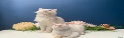 Siberian cats for sale: BEAUTIFUL LYNX POINT X SIBERIAN BABIES  - Advert 3
