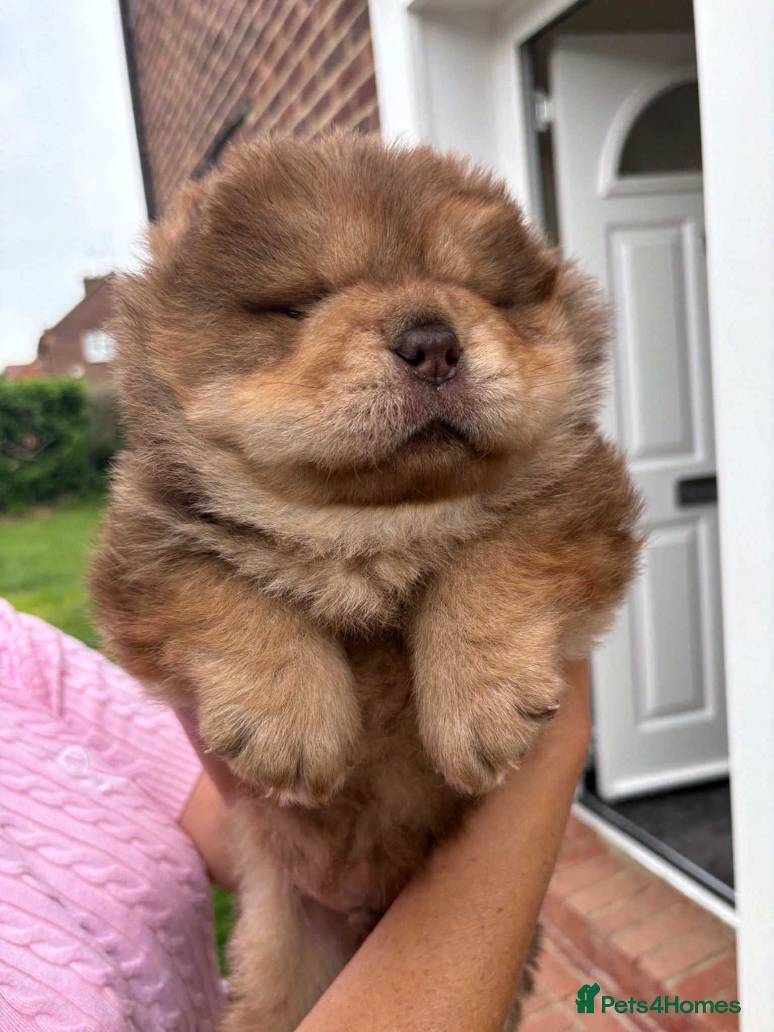 Chow Chow dogs Chow chow boy  - Advert 1