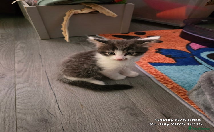 Mixed Breed cats - Advert 6
