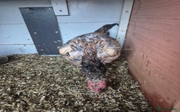 Chickens poultry for sale: Hint hen and 2 brazil chicks - Image 4