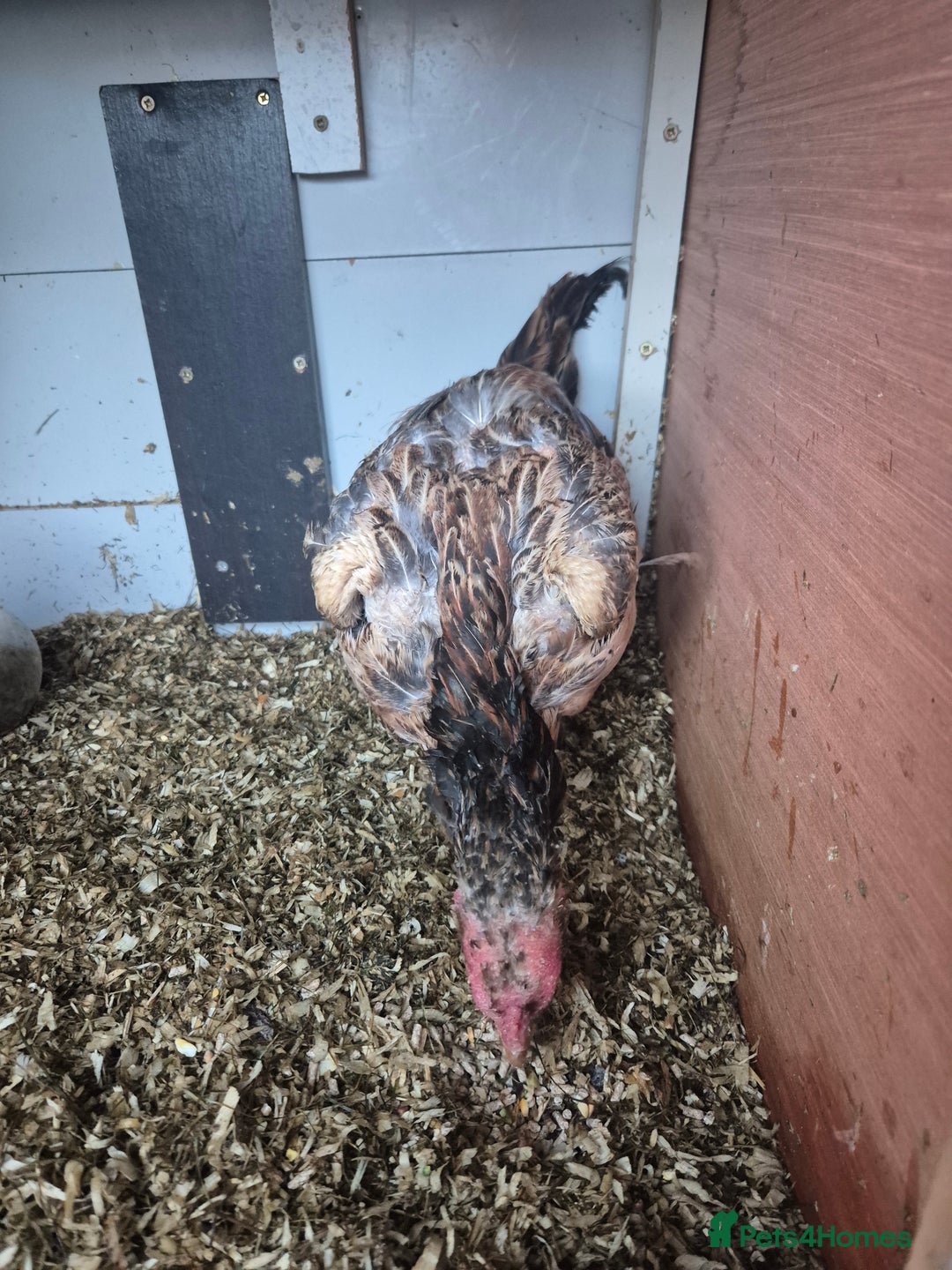 Chickens poultry for sale: Hint hen and 2 brazil chicks - Image 4