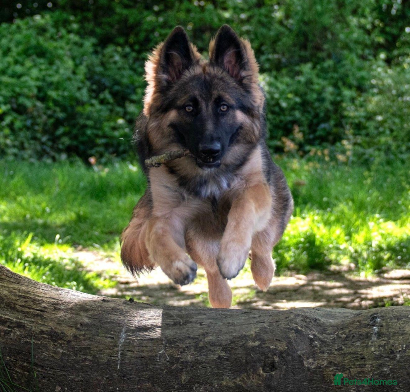 German Shepherd dogs for sale: Super Special Unique German Shepard Puppies  - Advert 6