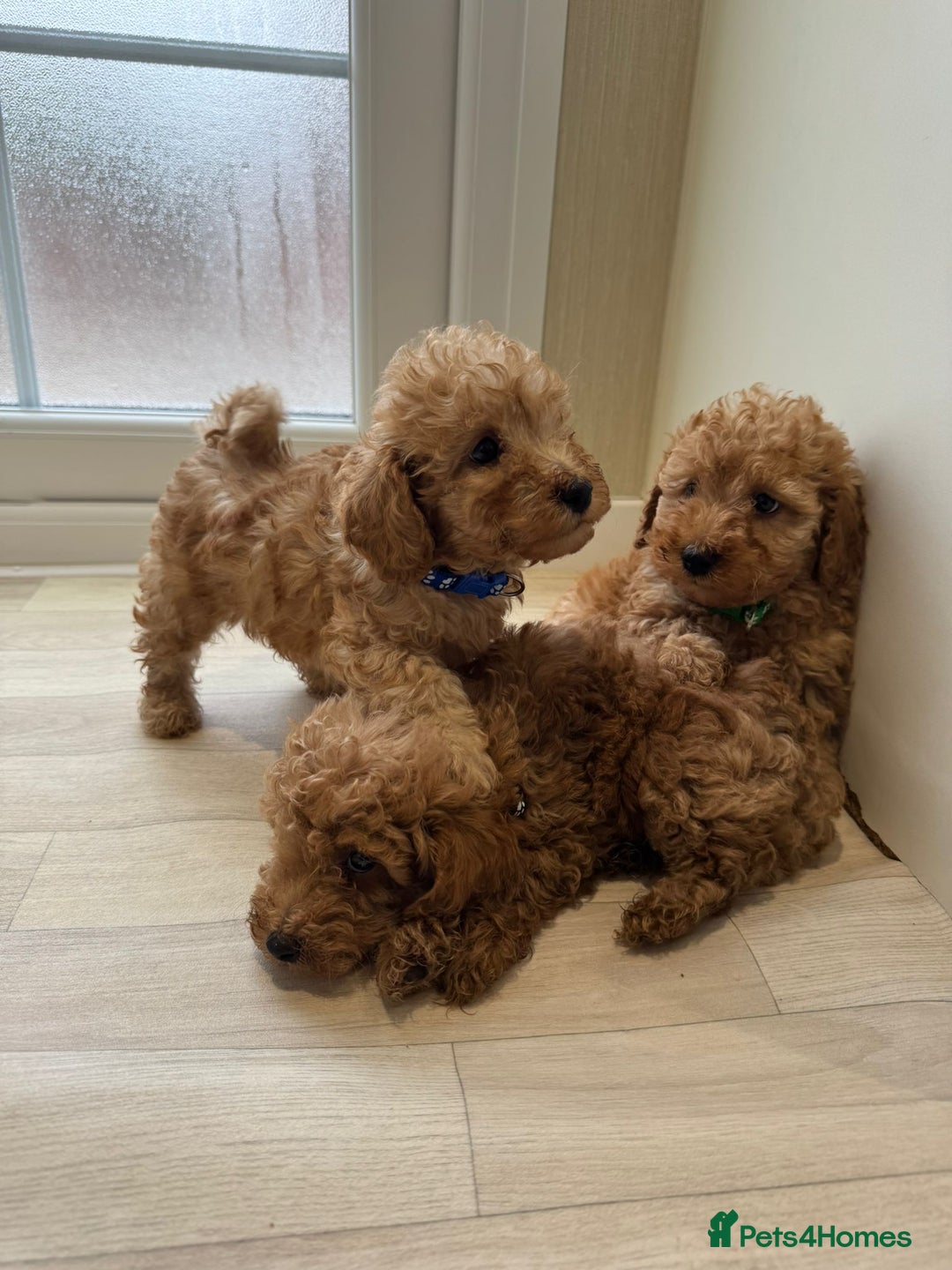 Poochon dogs for sale: Lovely poochon puppy’s for sale - Image 10