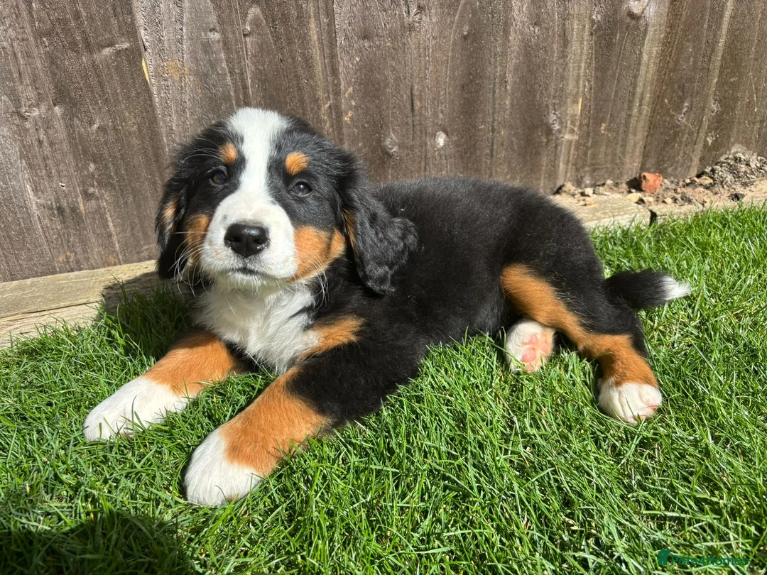 Bernese Mountain Dog dogs for stud: Outstanding kc reg Bernese mountain dog stud - Advert 17