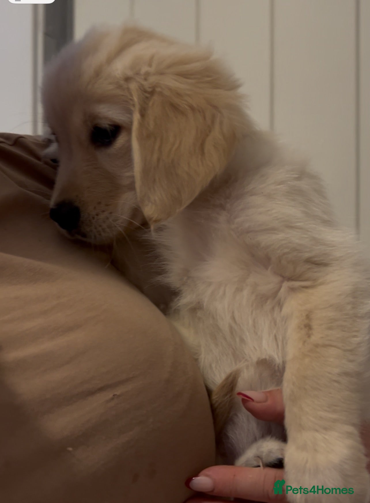Golden Retriever dogs Golden retriever puppies - Advert 5