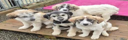 Mixed Breed dogs for adoption: Lola, Lena, Luna and Lyra  - Advert 2