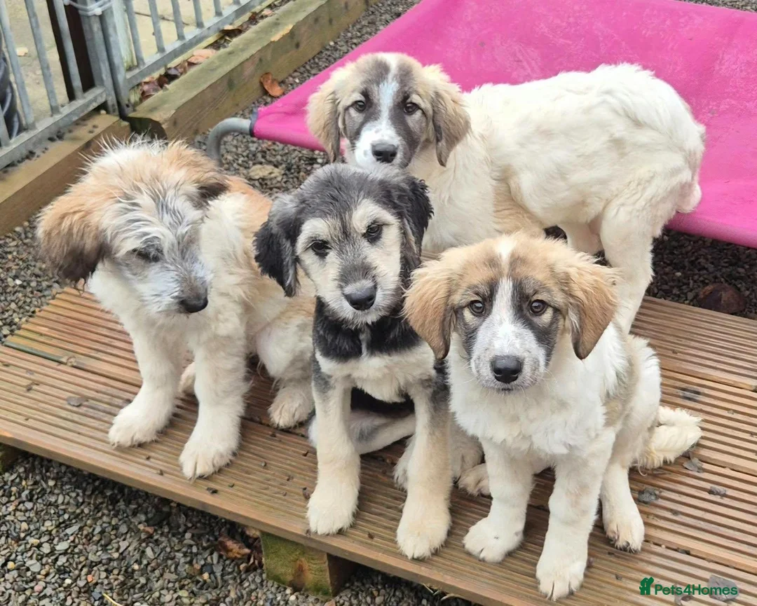 Mixed Breed dogs for adoption: Lola, Lena, Luna and Lyra  - Advert 2