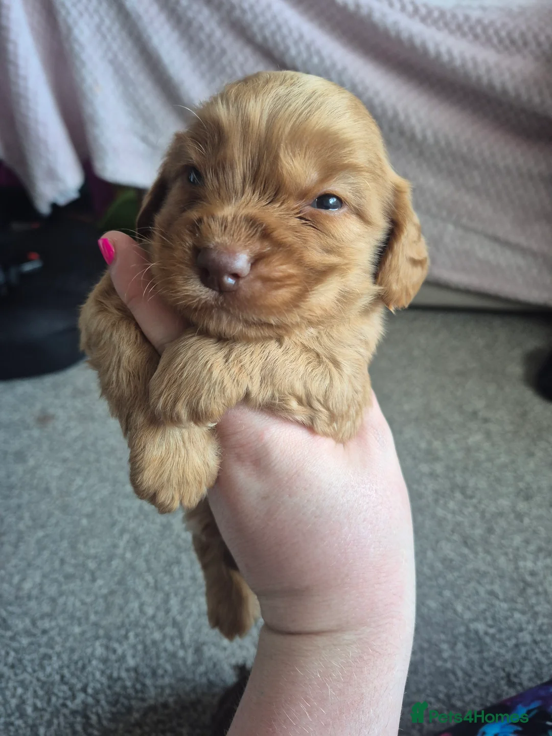 Cocker Spaniel dogs for sale: Two gorgeous pedigree Cocker Spaniel puppies  - Advert 1