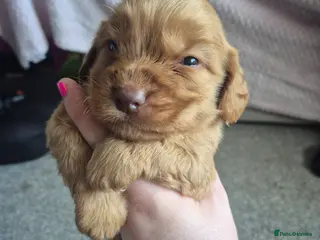 Cocker Spaniel dogs Two gorgeous pedigree Cocker Spaniel puppies - Advert 4