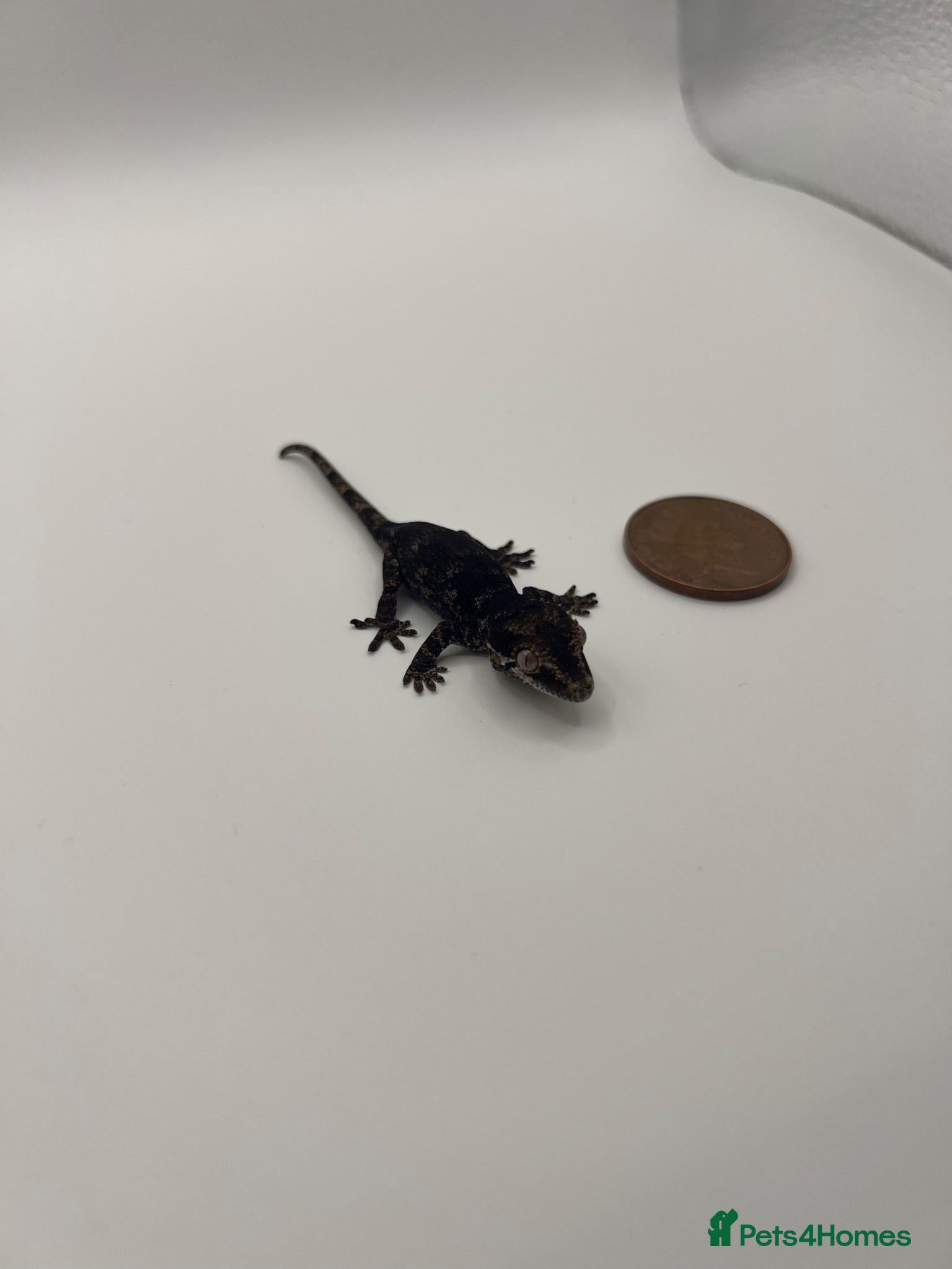 Gecko reptiles Tame Gargoyle gecko baby with grow out setup £145 - Advert 1