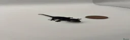 Gecko reptiles for sale: Tame Gargoyle gecko baby with grow out setup £145 - Advert 1