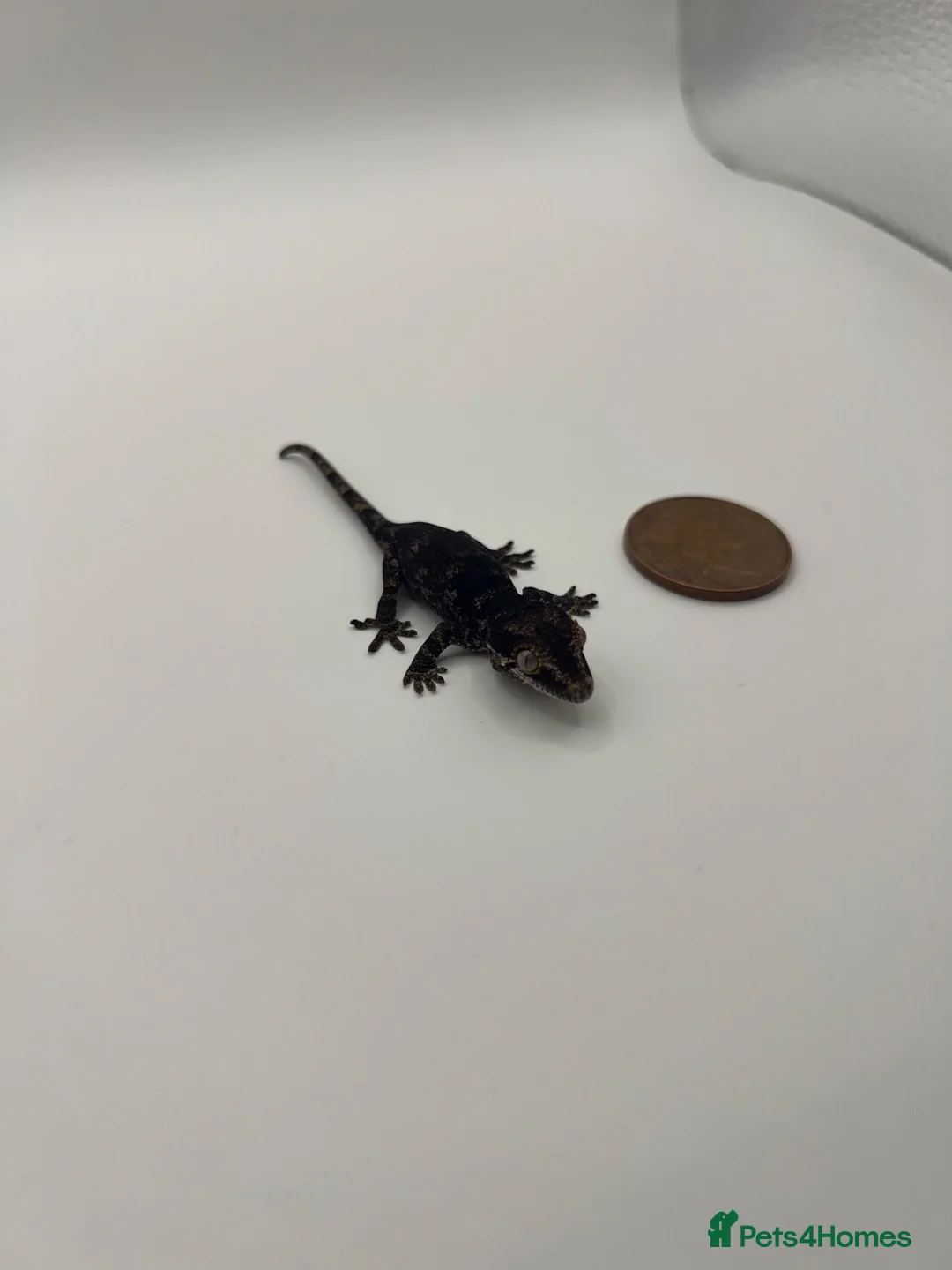 Gecko reptiles for sale: Tame Gargoyle gecko baby with grow out setup £145 - Advert 1