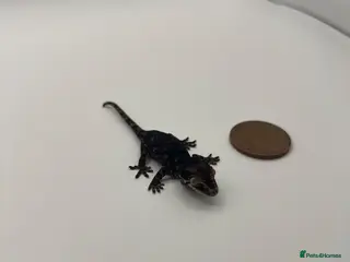 Gecko reptiles Tame Gargoyle gecko baby with grow out setup £145 - Advert 6