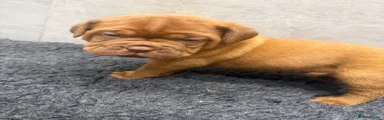 Dogue De Bordeaux Puppy 2