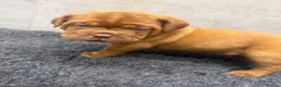 Dogue De Bordeaux dogs for sale: ** world class puppys** - Advert 11