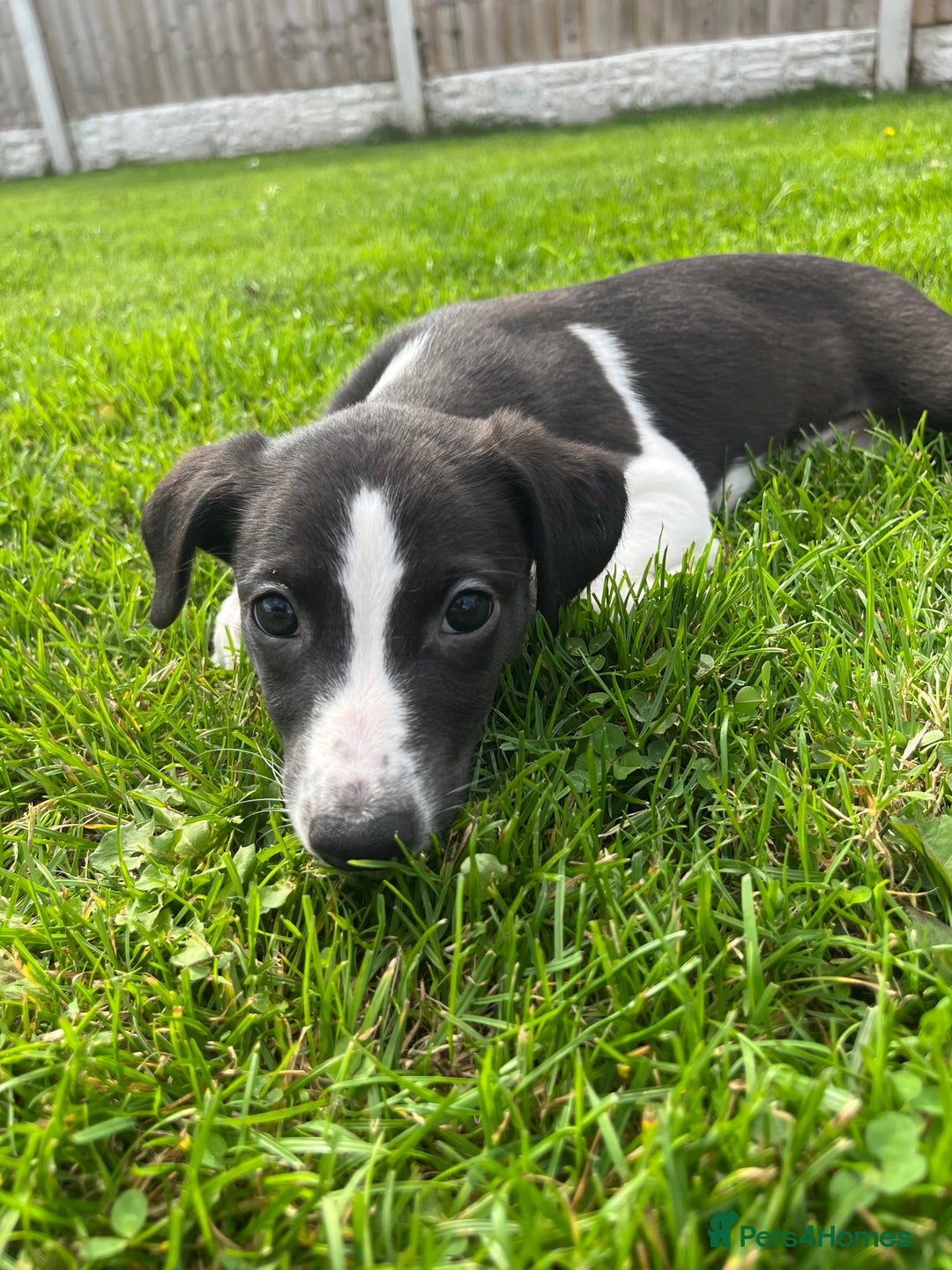 Whippet dogs for sale: Whippets  - Image 12