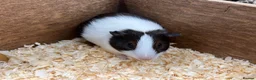 Guinea Pig rodents for sale: Dutch male/boar guinea pigs  - Advert 9