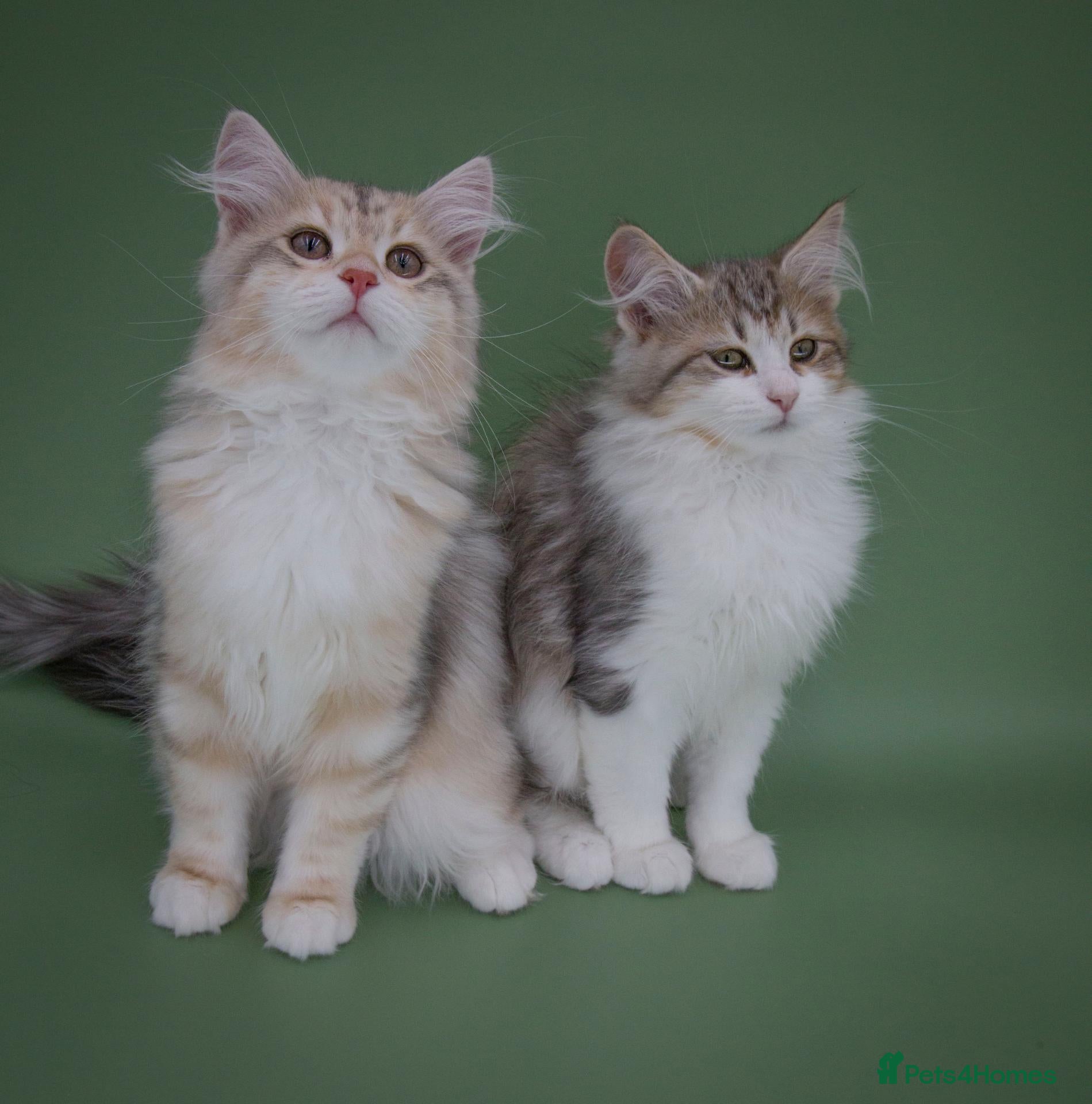 Siberian cats TICA Registered Girls - Ready Now - Advert 1