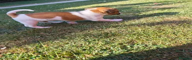Jack Russell 5