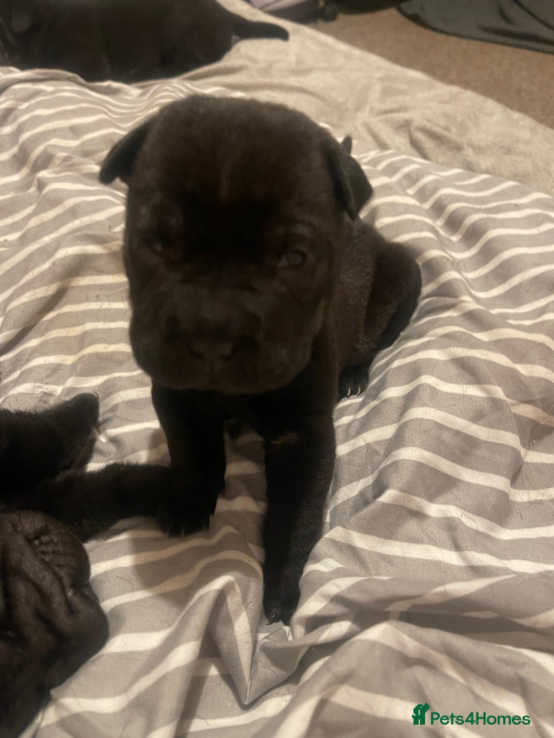 Shar Pei dogs for sale: Shar pei - Advert 3