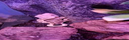Gecko reptiles for sale: Crested geckos adult females stunning morphs - Advert 11